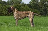 DOGUE ALLEMAND 259